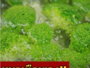 ผู้เชี่ยวชาญย้ำ “อย่าต้ม” ผักขายดี 3 อย่างนี้ กินกันทุกบ้าน แต่ส่วนใหญ่ไม่รู้!