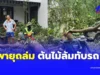 พายุถล่ม ต้นไม้ใหญ่ล้มทับรถ “กรณ์ จาติกวณิช” สะดุดตาป้ายทะเบียน