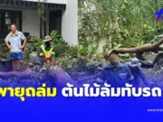 พายุถล่ม ต้นไม้ใหญ่ล้มทับรถ “กรณ์ จาติกวณิช” สะดุดตาป้ายทะเบียน