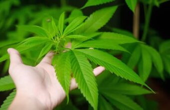 อวสานกัญชาเสรี! รมว.สาธารณสุข เซ็นประกาศควบคุม ใช้เพื่อทางการแพทย์เท่านั้น