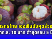 เกษตรกรไทยเจอพิษ มังคุดร่วงหนัก กก.ละ 10 บาท ต่ำสุดรอบ 5 ปี