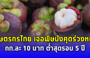 เกษตรกรไทยเจอพิษ มังคุดร่วงหนัก กก.ละ 10 บาท ต่ำสุดรอบ 5 ปี