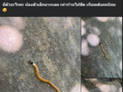 สาวโพสต์ถาม นี่ตัวอะไรคะ ตัวเล็กเท่าก้านไม้ขีด จนชาวเน็ตแห่เข้ามาเฉลย
