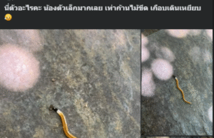 สาวโพสต์ถาม นี่ตัวอะไรคะ ตัวเล็กเท่าก้านไม้ขีด จนชาวเน็ตแห่เข้ามาเฉลย