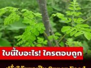 ฝรั่งวิจัยพบ “สมุนไพรไทย” ใกล้ตัว ยกให้เป็น Super Food ประโยชน์มหาศาล ไม่รู้มาก่อน