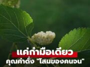 แค่กำมือเดียว คุณค่าดั่ง “โสมของคนจน” ขึ้นอยู่เต็มริมรั้วในชนบท แต่กลับมีไม่กี่คนที่รู้
