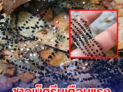 ชาวเน็ตรีบเตือนแรง หลังสาวโพสต์ถาม นี่ตัวอะไร พบสิ่งคล้ายลูกประคำริมน้ำตก