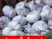 เตือนแล้วนะ กระเทียม 5 แบบ “ไม่ควรซื้อ” สุดอันตราย แม้แต่คนขายก็ยังไม่กล้ากิน!