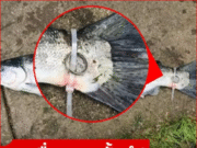 ซวยทั้งเรือ! ตกได้ปลาใส่ “แหวนเพชร” กัปตันหน้าซีดเฉลย คำสาปเมียเก่ากลับมาเล่นงาน…