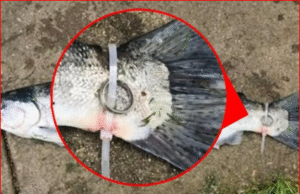 ซวยทั้งเรือ! ตกได้ปลาใส่ “แหวนเพชร” กัปตันหน้าซีดเฉลย คำสาปเมียเก่ากลับมาเล่นงาน…