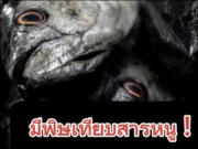 ปลา 4 ชนิดที่แนะนำให้เลิกกิน หากยังอยากมีชีวิตอยู่บนโลกนี้ต่อไป