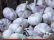 เตือนแล้วนะ กระเทียม 5 แบบ “ไม่ควรซื้อ” สุดอันตราย แม้แต่คนขายก็ยังไม่กล้ากิน!