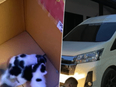 แม่แมวคลอดลูกใต้ท้องรถ “หลวงปู่จื่อ” พระเกจิ ส่องเลขทะเบียน