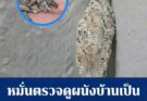 หมั่นตรวจดูผนังบ้านเป็นประจำ ระวังแมลงชนิดนี้ก่อนจะสายเกินไป