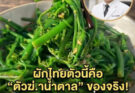 ผักไทยตัวนี้คือ “ตัวฆ่.าน้ำตาล” ของจริง! เบาหวานกลัวที่สุด นักวิจัยญี่ปุ่นยกย่องสรรพคุณ